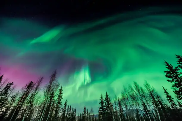 Photo of Purple and green Aurora borealis over tree line