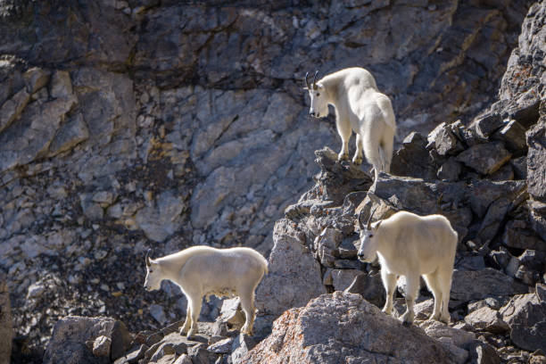 istock Trio of Mountain Goats 831835954