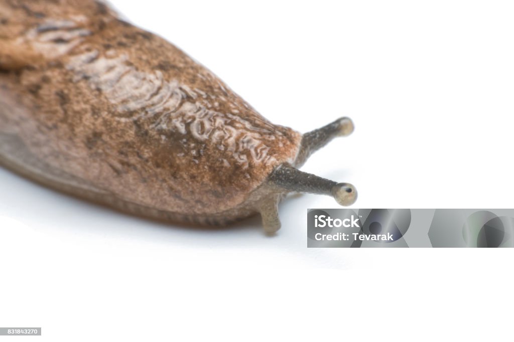 Garden snail isolated on white background Animal Stock Photo