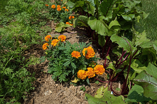 Marigold plants nestled between red beet and carrot plants.  Marigolds are companion plants and deter nematodes from attacking root crops.