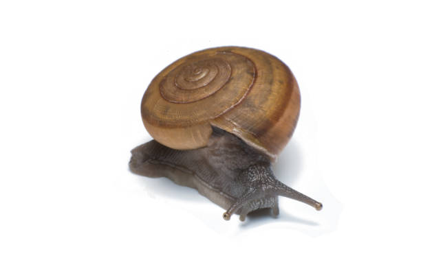 istock Garden snail isolated on white background 831843348