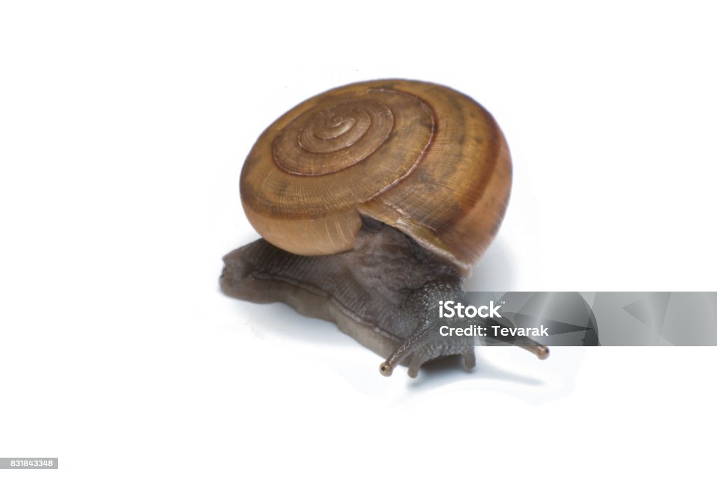 Garden snail isolated on white background Animal Stock Photo