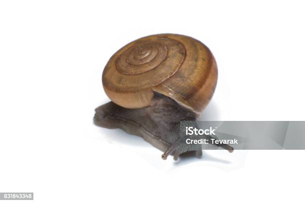 Garden Snail Isolated On White Background Stock Photo - Download Image Now - Animal, Animal Antenna, Animal Shell