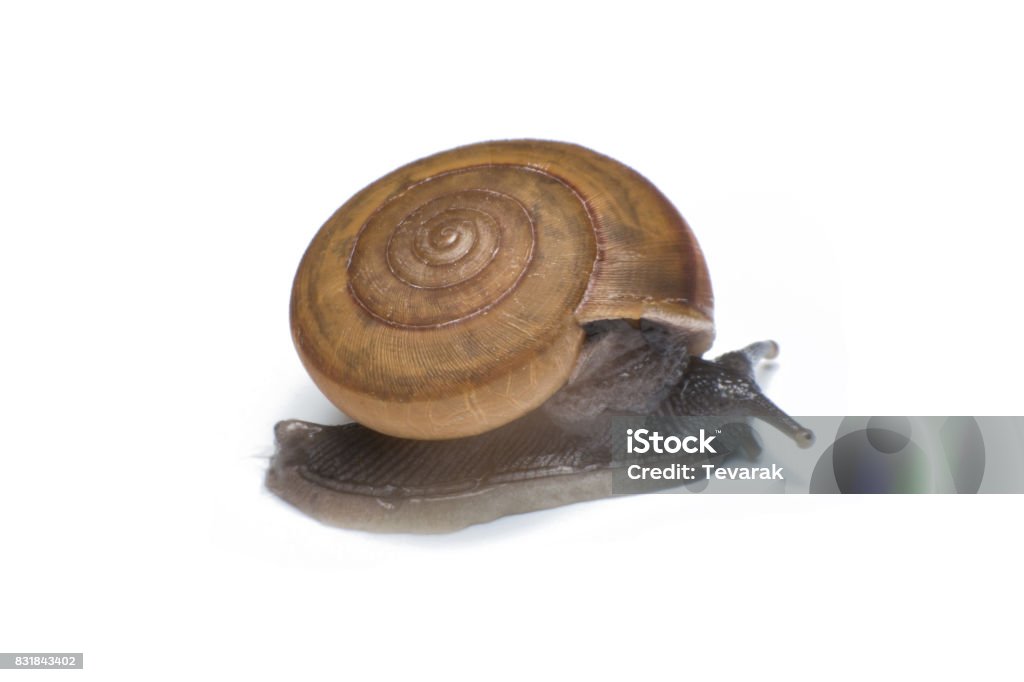 Garden snail isolated on white background Animal Stock Photo