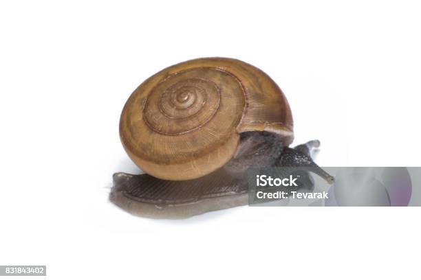 Garden Snail Isolated On White Background Stock Photo - Download Image Now - Animal, Animal Antenna, Animal Shell