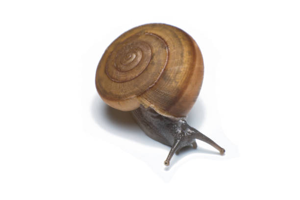 istock Garden snail isolated on white background 831843896