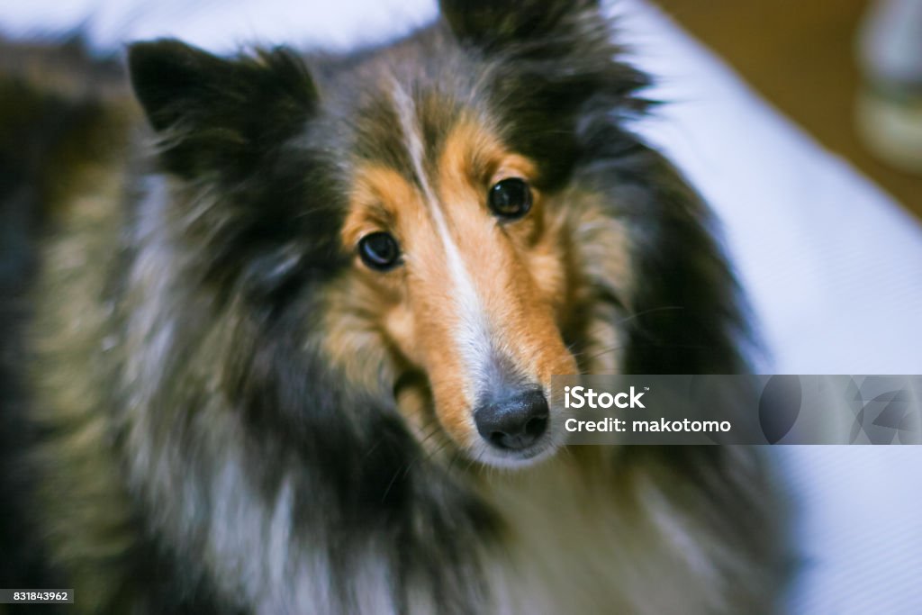 Shetland Sheepdog Animal Stock Photo