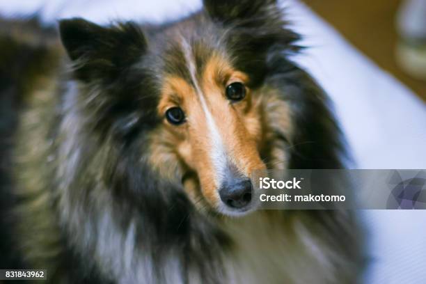 Shetland Sheepdog Stock Photo - Download Image Now - Animal, Animal Body Part, Animal Eye
