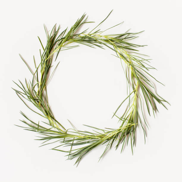 istock Flowers composition. Wreath made of needle-shaped leaves on white background. Flat lay, top view. 831844082