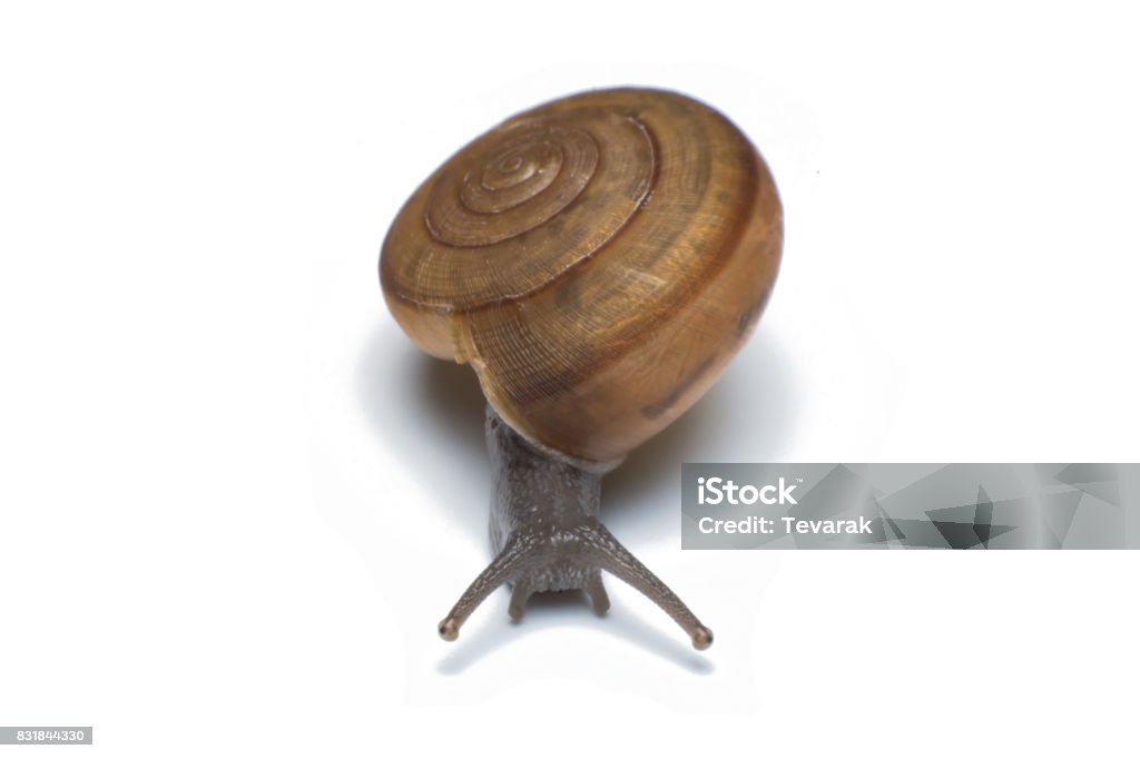 Garden snail isolated on white background Animal Stock Photo