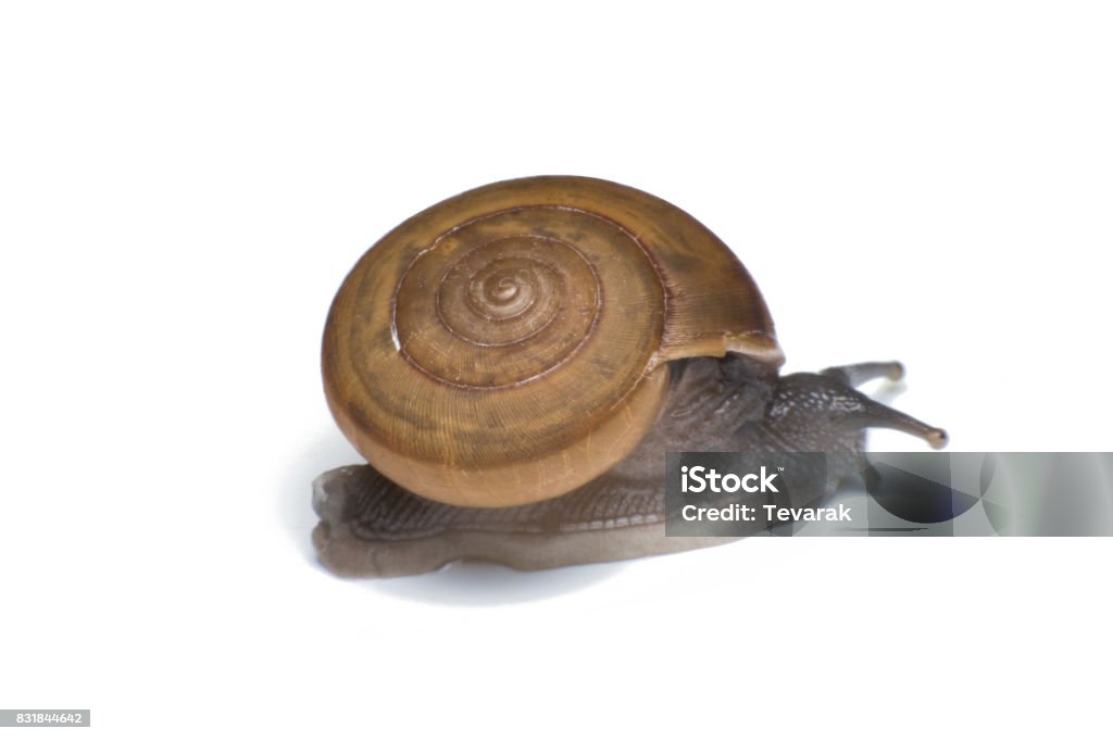 Garden snail isolated on white background Animal Stock Photo