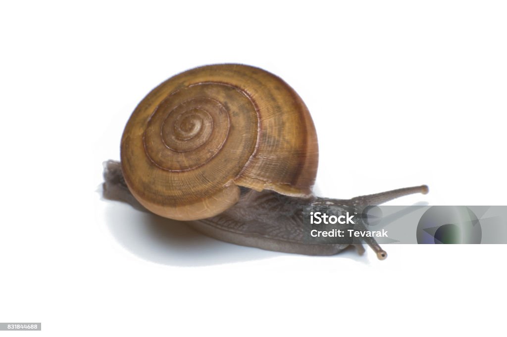 Garden snail isolated on white background Animal Stock Photo