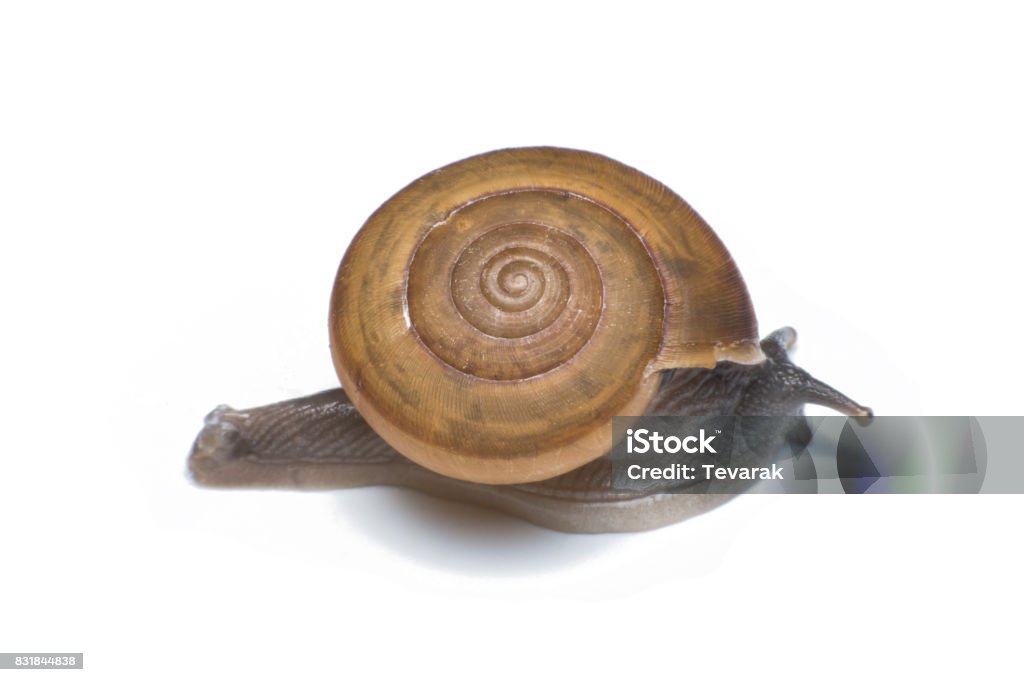 Garden snail isolated on white background Animal Stock Photo