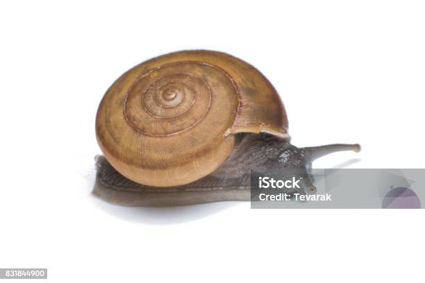 Garden Snail Isolated On White Background Stock Photo - Download Image Now - Animal, Animal Antenna, Animal Shell
