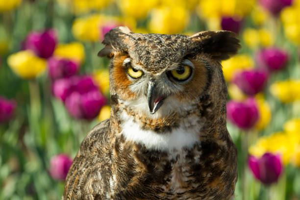 istock Great Horned Owl with Tulips in the Background 831850094