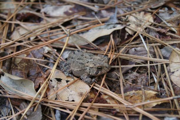 istock Southern Toad Resting on Ground with Leaves and Pine Needles 831850260