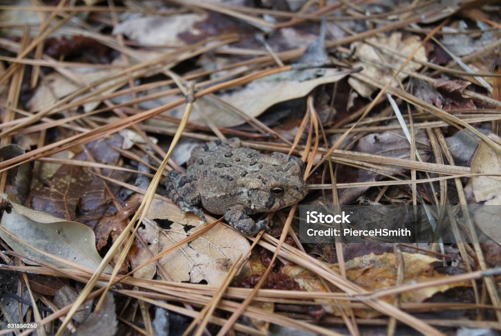 Sul do sapo descansando no chão com folhas e agulhas de pinheiro - Foto de stock de Anaxyrus terrestris royalty-free