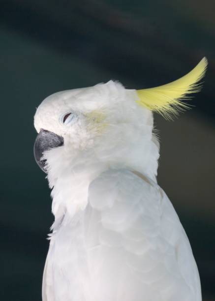 istock Sulphur-crested cockatoo (Cacatua galerita) 831852624
