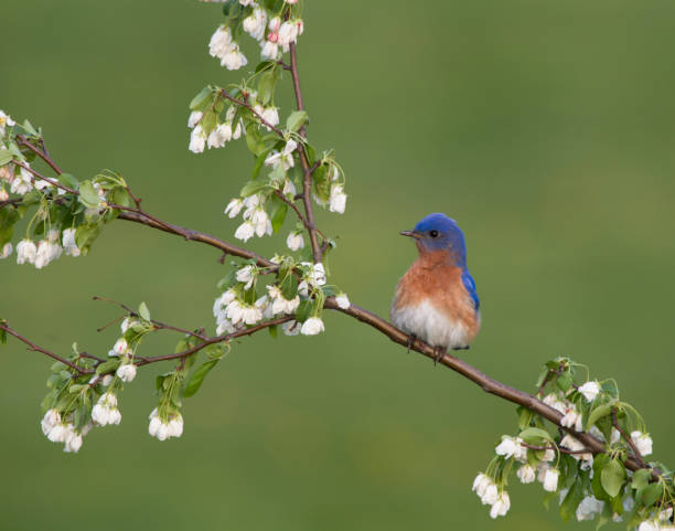istock Male Eastern Bluebird Perched in White Blossoms 831853072