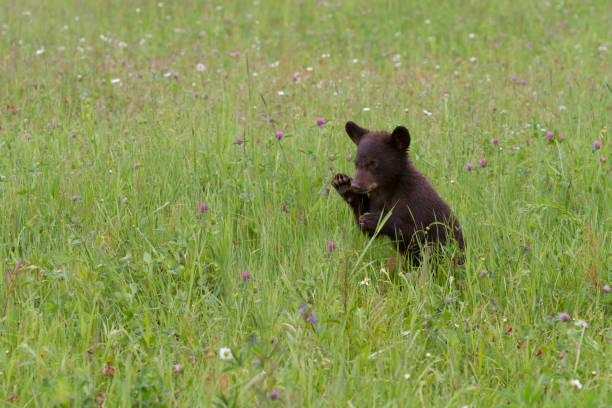 istock Baby Black Bear in Wildflowers 831853336