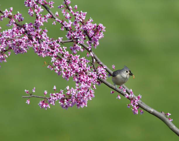 titmouse trapuntato con un verme arroccato in fiori - tufted tit foto e immagini stock