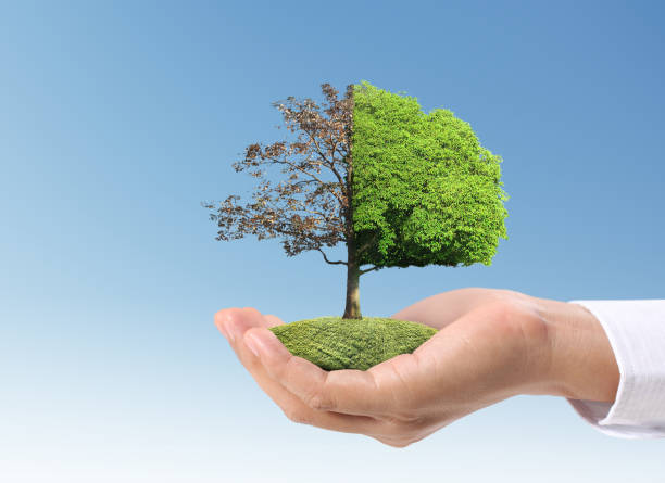 istock Close up hands holding  plant 831857404
