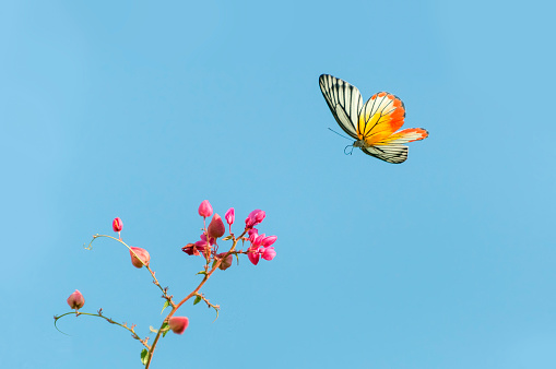 Beautiful butterfly flying and pink flowers on bluesky background
