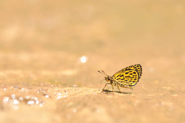 The Tiger Hopper butterfly feeding food on the ground in nature,Thailand
