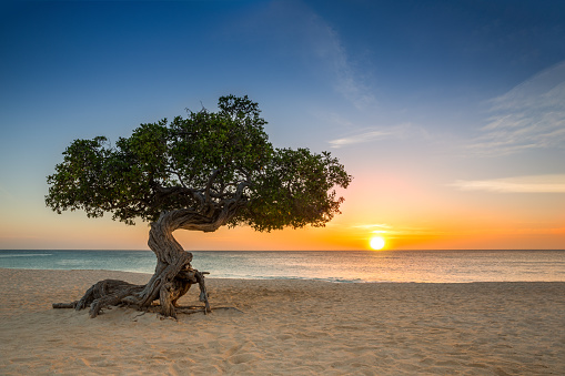Divi-divi tree on Eagle Beach. The famous Divi Divi tree is Aruba's natural compass, always pointing in a southwesterly direction due to the trade winds that blow across the island
