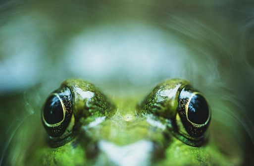 A wood frog sits motionless in a pond.