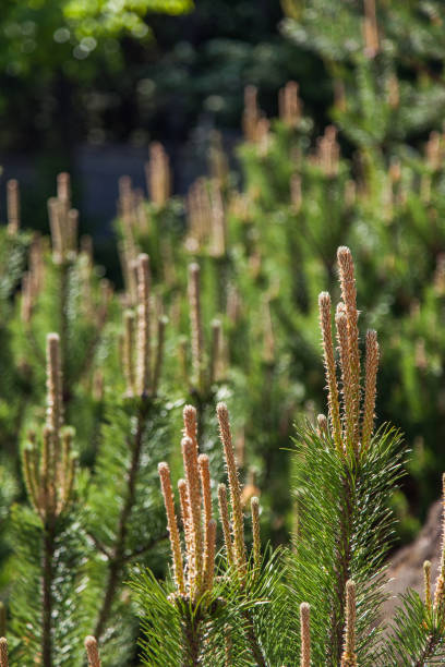 istock Young sprouts of coniferous tree 831861722
