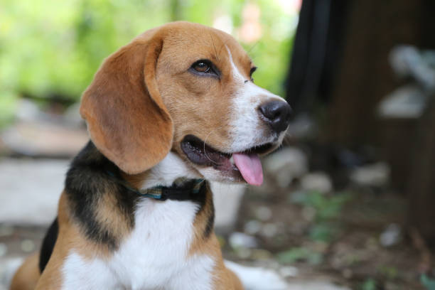 istock Portrait of a smiling beagle dog. 831861952