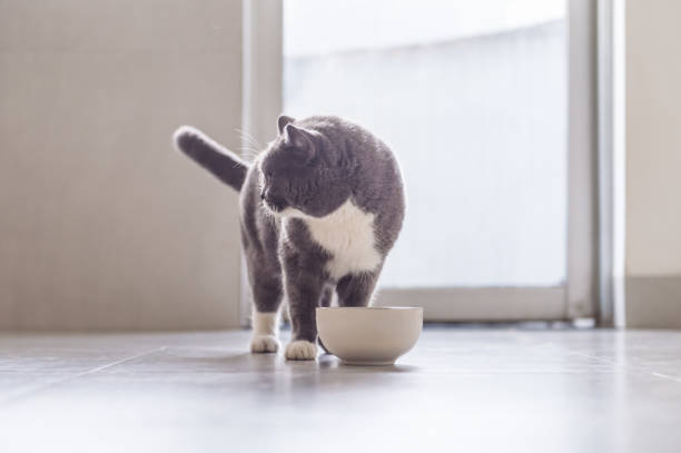 istock British Shorthair cat eating 831865046