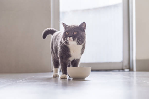 istock British Shorthair cat eating 831865052
