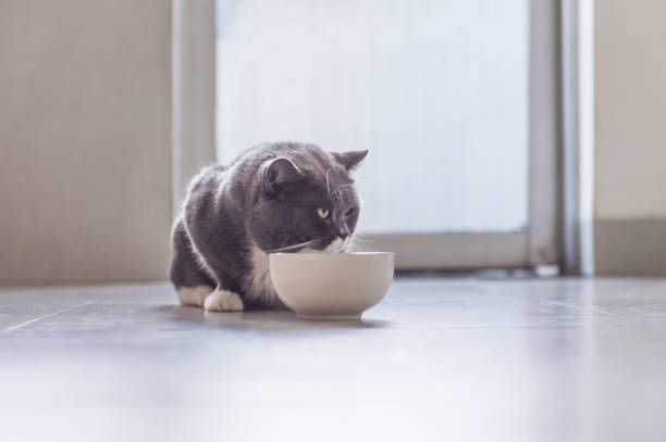 istock British Shorthair cat eating 831865056