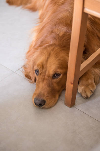 istock golden retriever to lie on the ground 831865064
