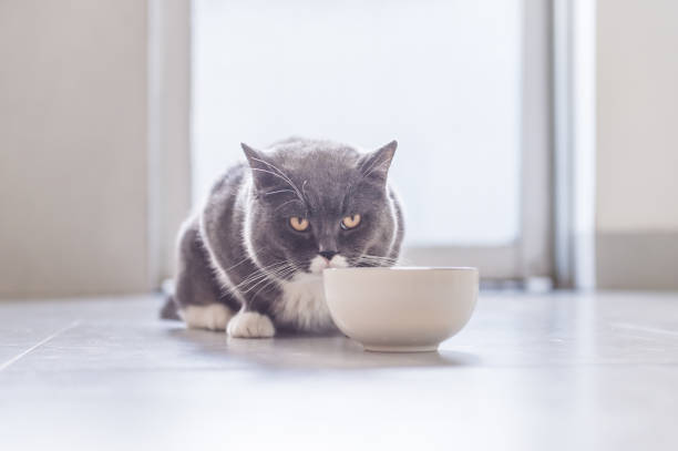 istock British Shorthair cat eating 831865082