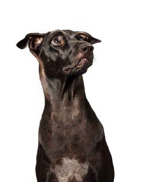 istock The Smart Black dog looking up above on white background 831865872