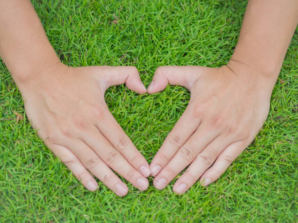 Closeup hands in the grass with the form of heart shape, soft focus. Love and valentine's day concept. Closeup hands in the grass with the form of heart shape, soft focus. Love and valentine's day concept. better world stock pictures, royalty-free photos & images