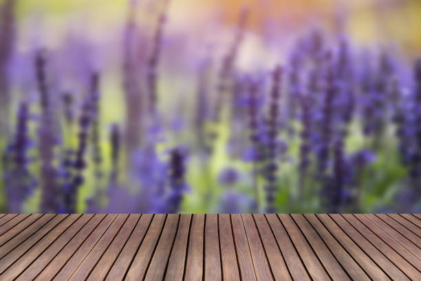 istock Wood table andlavender flower Blurred background 831872108