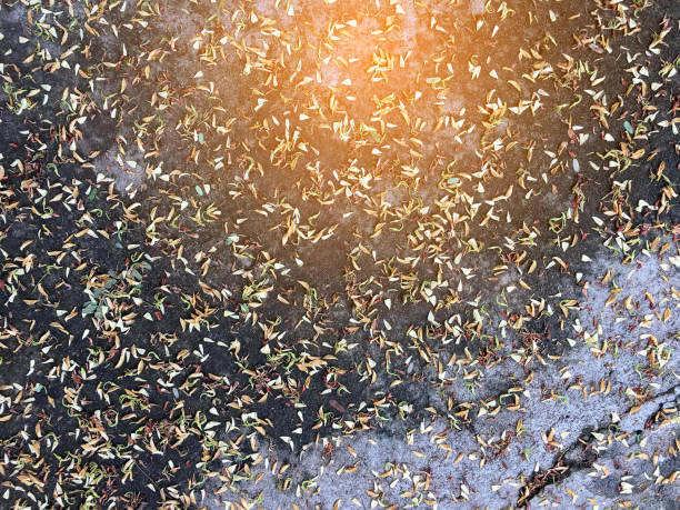 istock dry leaves texture on the wet ground. 831872628
