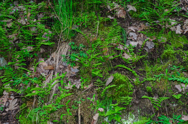 istock Green fern in a forest 831873184