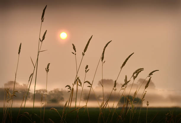 istock Sunrise Mist on the Farm 831876230