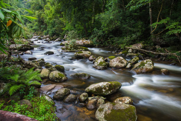 istock Streams flow in natural rainforest in Laos. 831877052