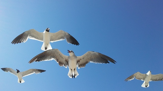 White Seagulls flying in a clear blue sky
