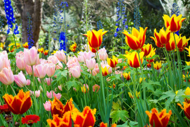 istock Vibrant Tulip Garden 831880752