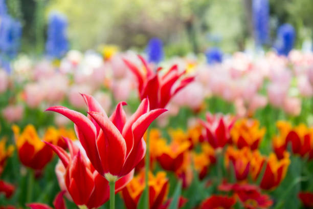 istock Flamingo Tulips in field 831880822