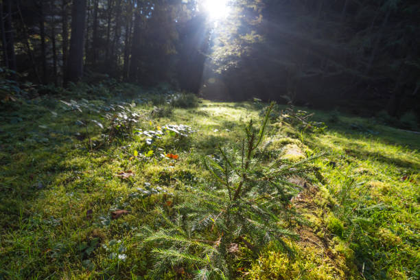 istock small forest glade in a rays of sun 831883678