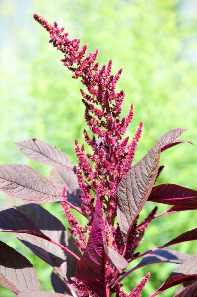 amarante - amaranthus cruentus photos et images de collection