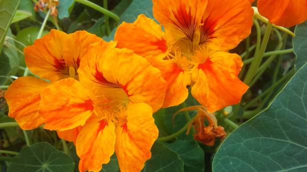 istock Tropaeolum (nasturtium) Blossoming in Garden. 831887590